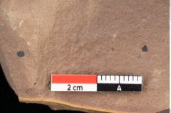 Foto (Detailsansicht) von Quercus palaeoilex Ettingshausen (NHMW-GEO-2024-0188-0832)